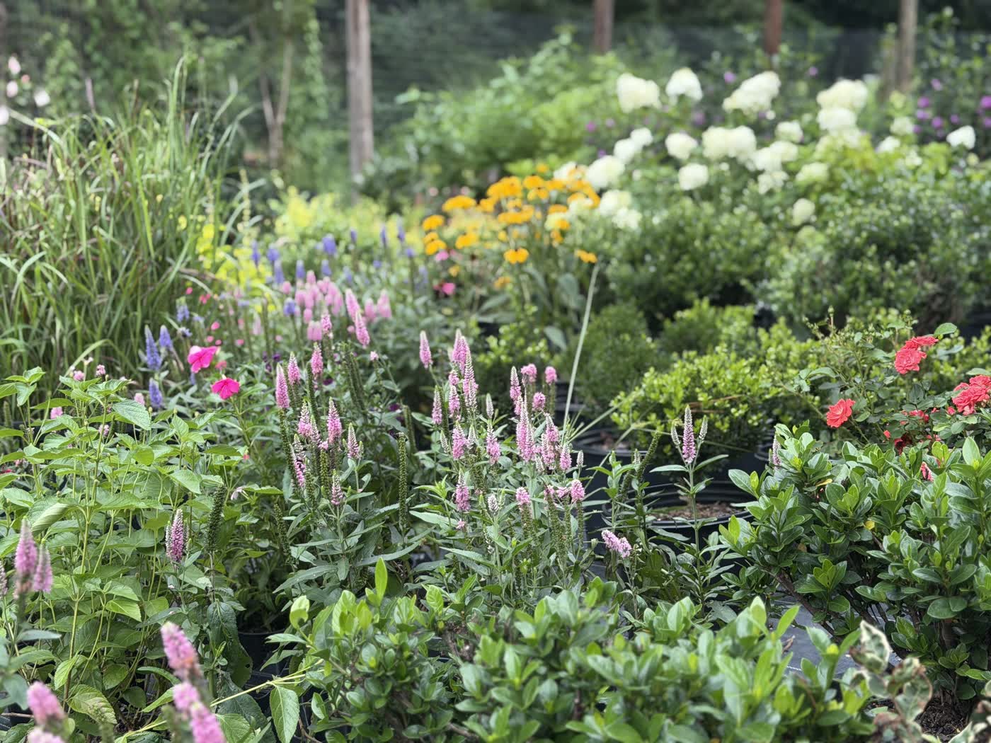 Plants in the YardMasters nursery, Midlothian VA