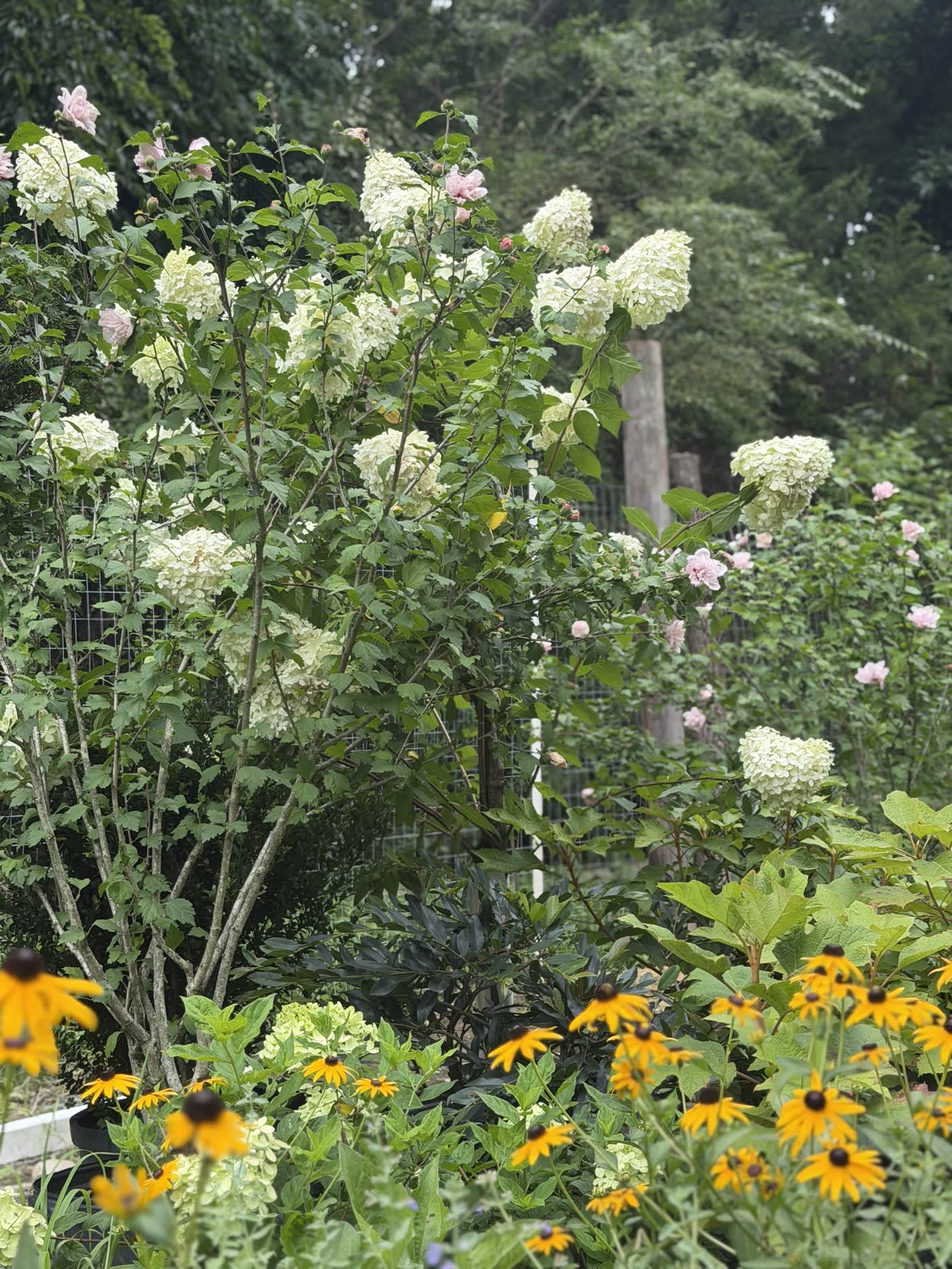 Limelight hydrangeas in bloom