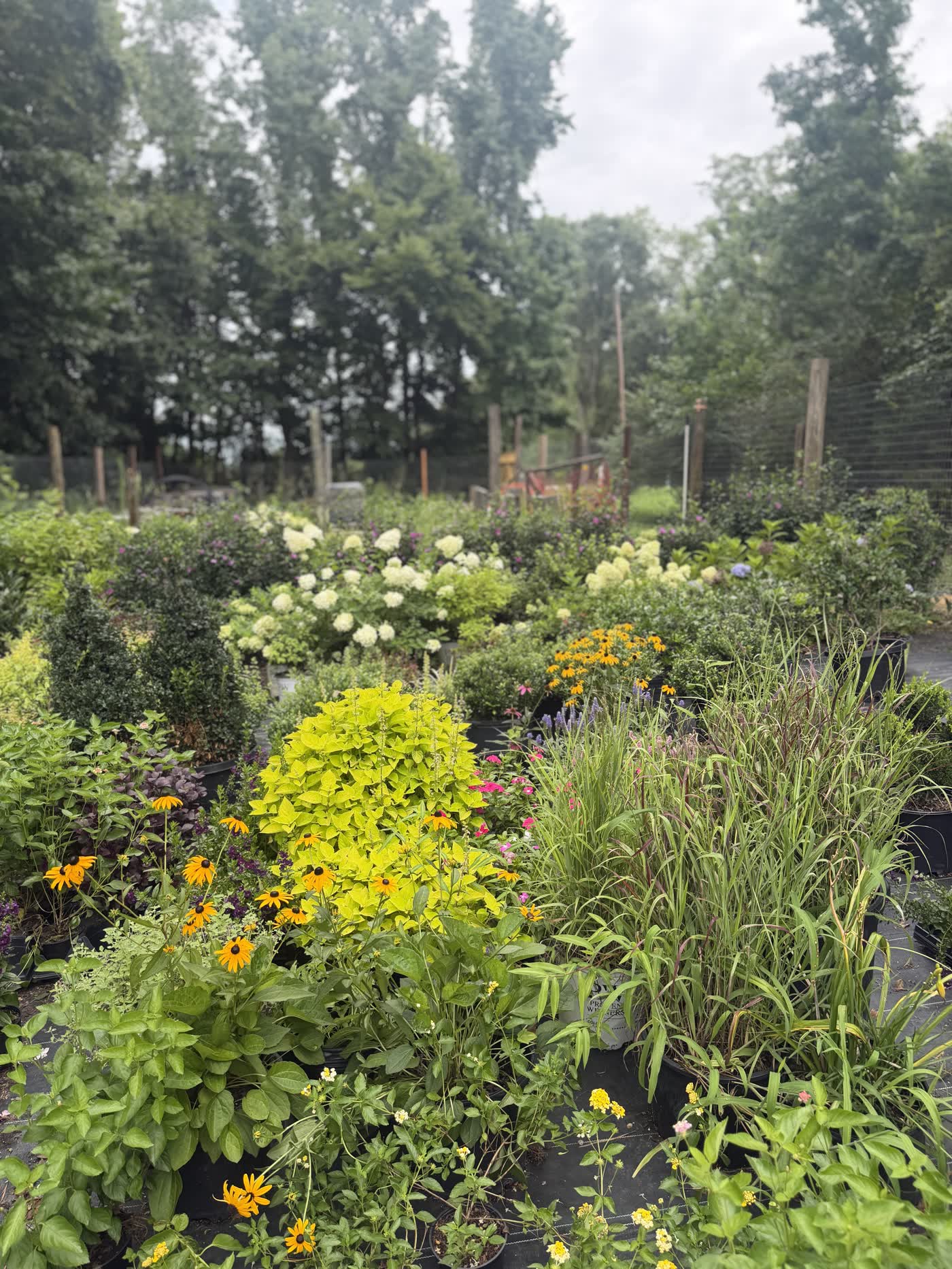 Nursery beds full of hydrangeas, rudbeckia and grasses