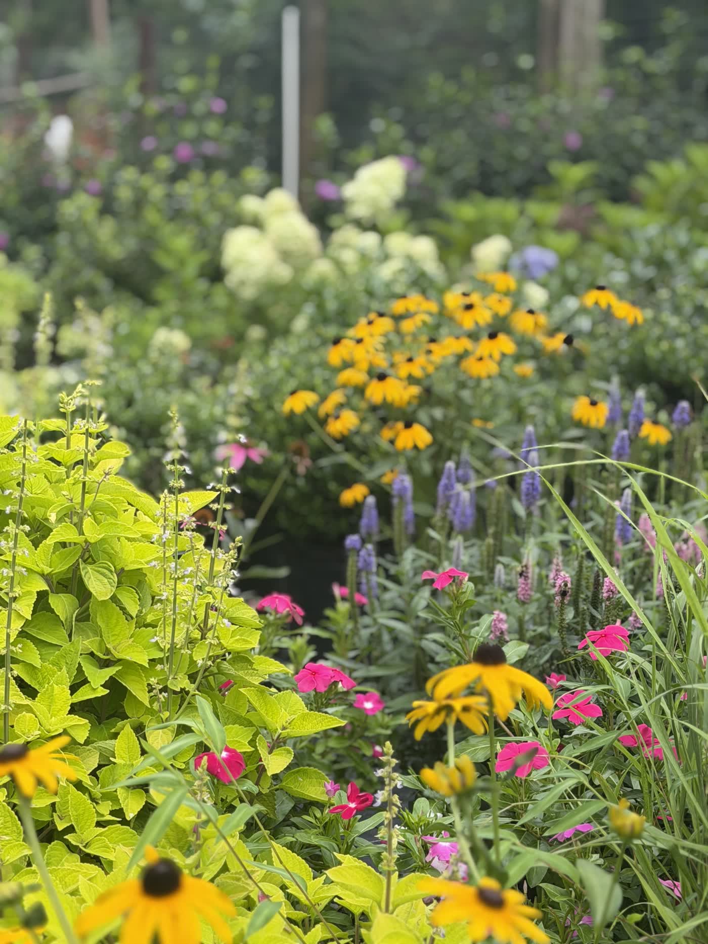 Black-eyed susans and veronica in the nursery