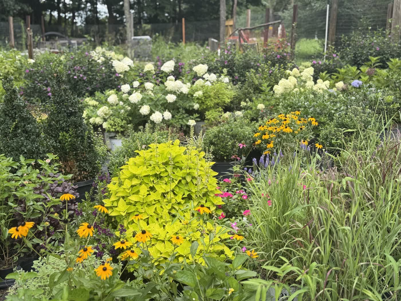 Wide view across the nursery
