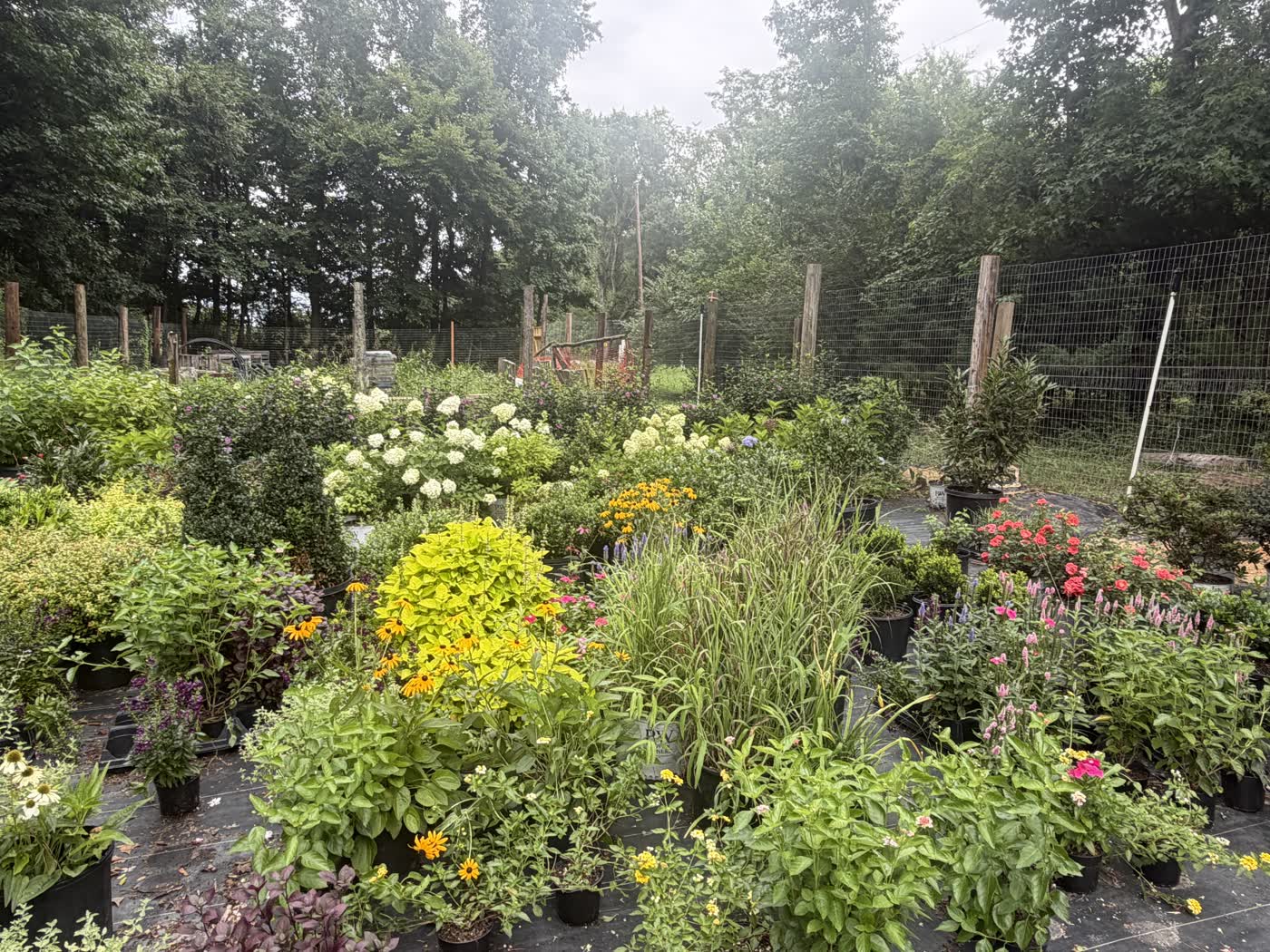 The nursery in full summer color