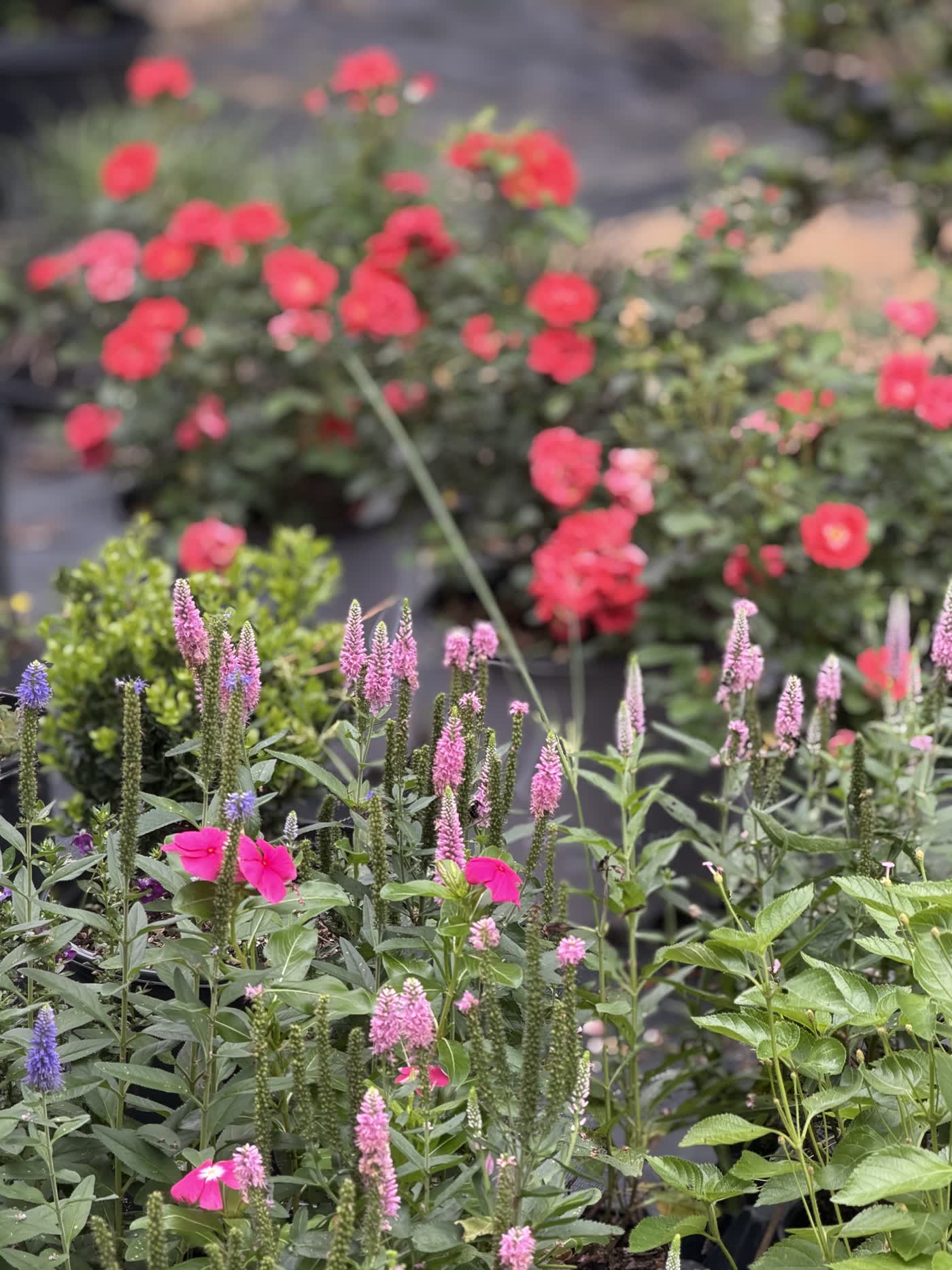 Pink veronica with roses behind