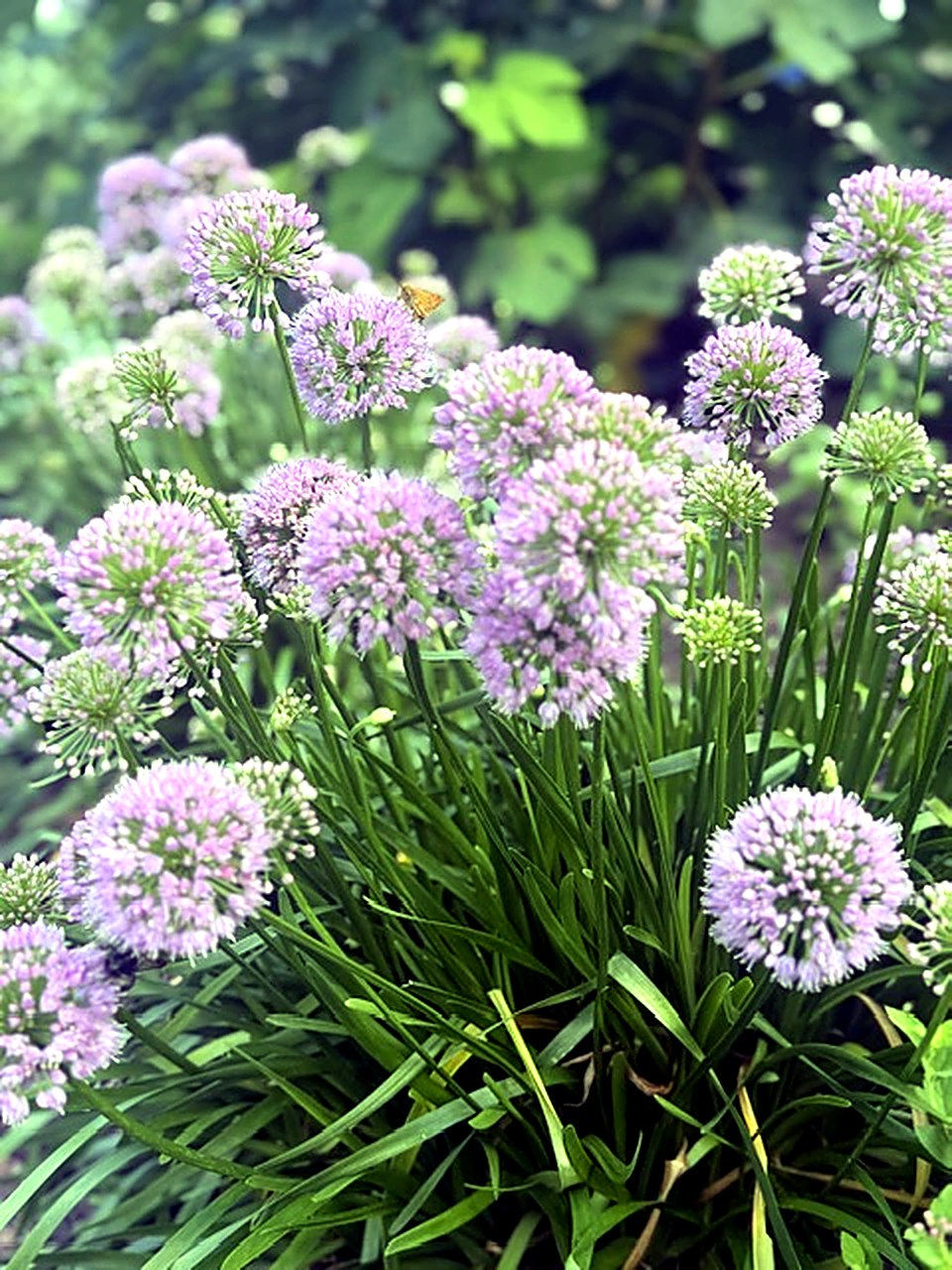 Allium in full bloom in the nursery beds