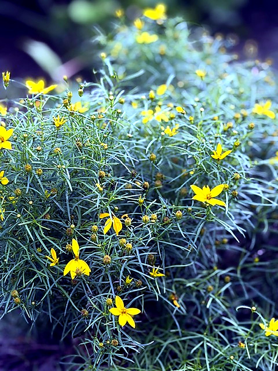 Threadleaf coreopsis in bloom
