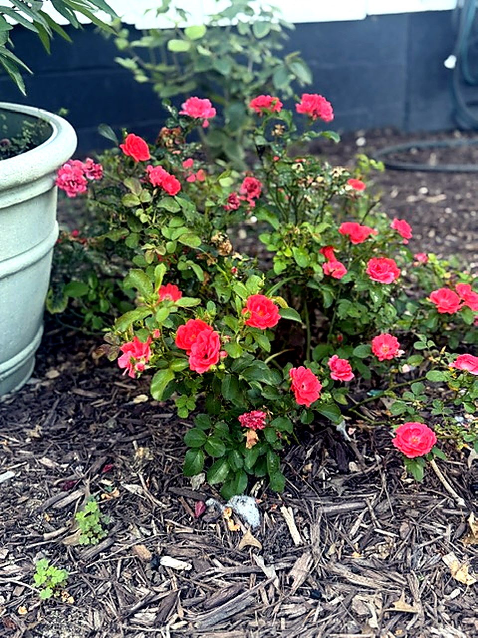Knock Out roses against fresh mulch
