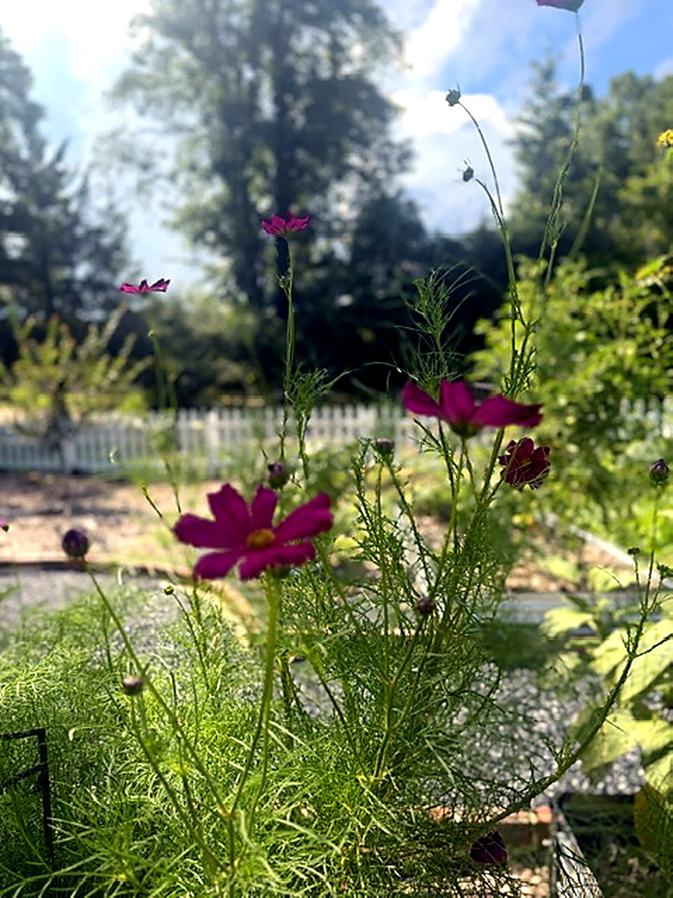 Cosmos at the picket fence, early evening