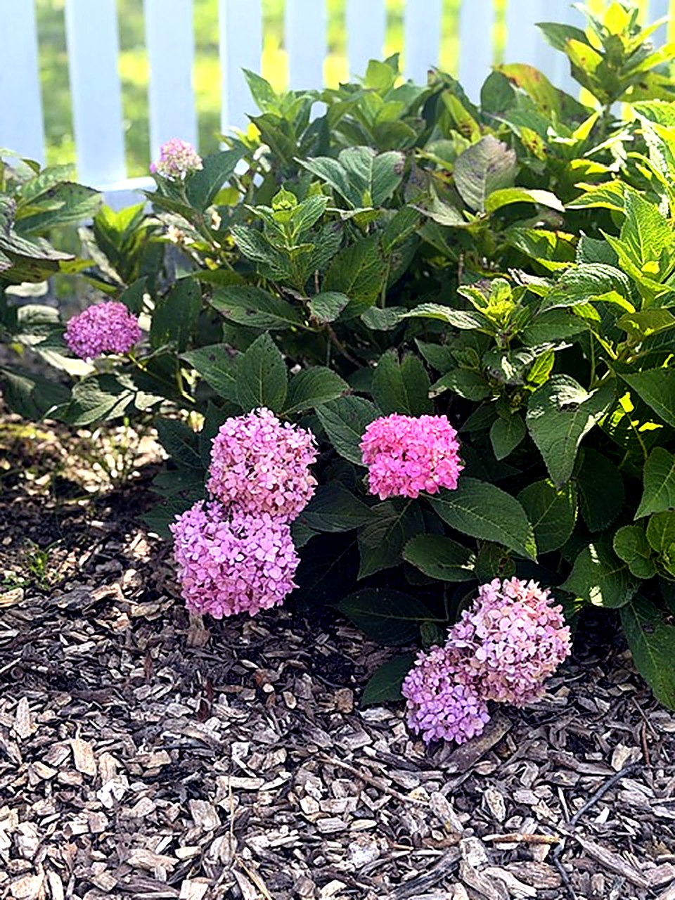 Pink hydrangeas along the fence line