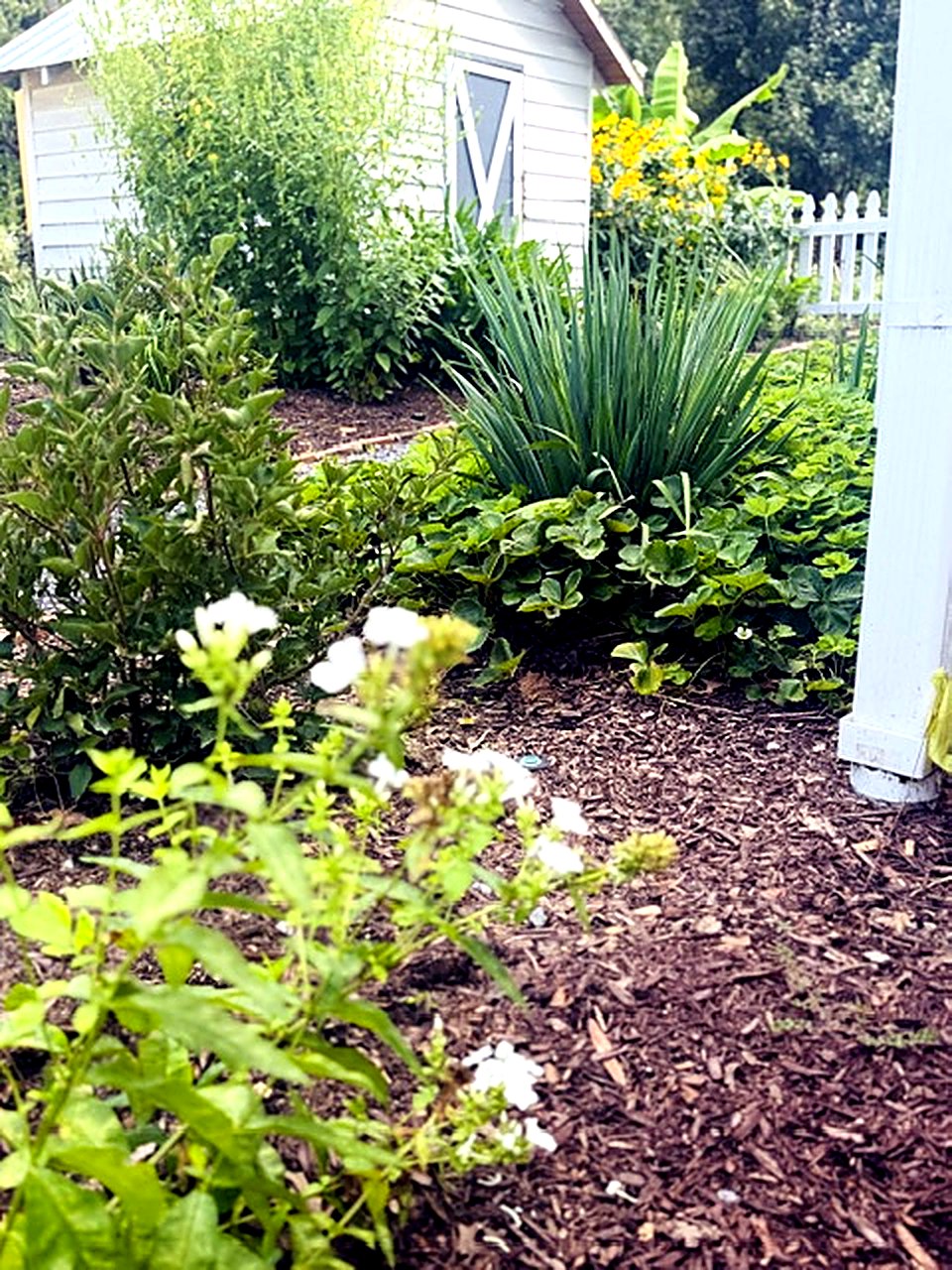 The garden shed and midsummer beds