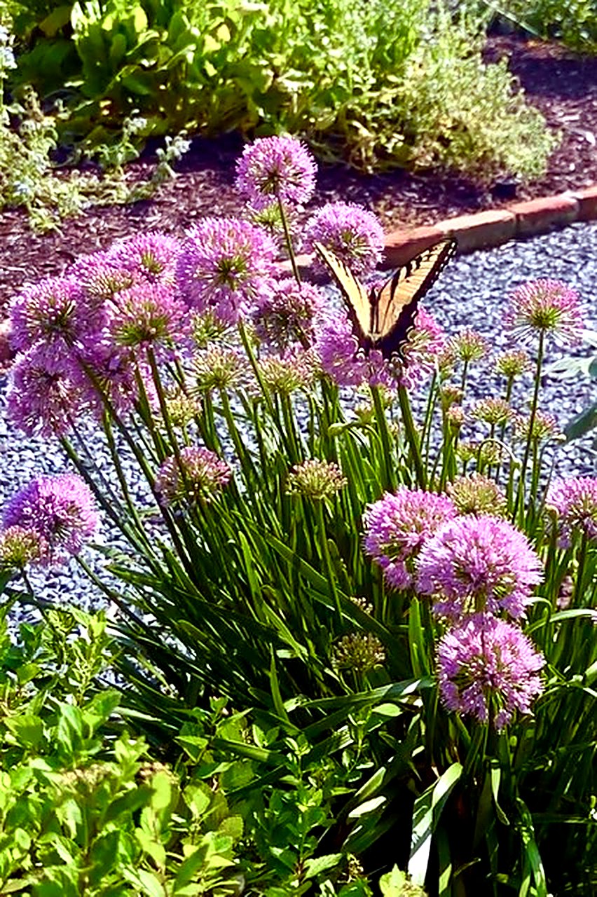 A swallowtail on the allium walk