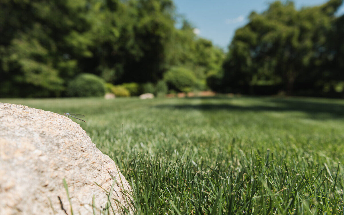 Freshly mowed, striped green lawn