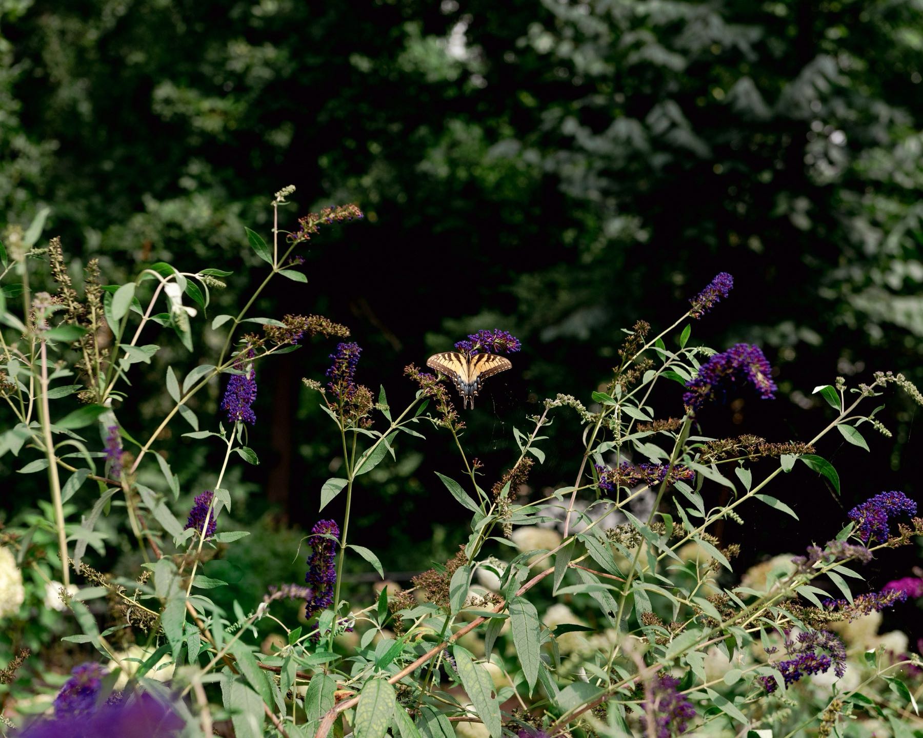 Pollinator garden