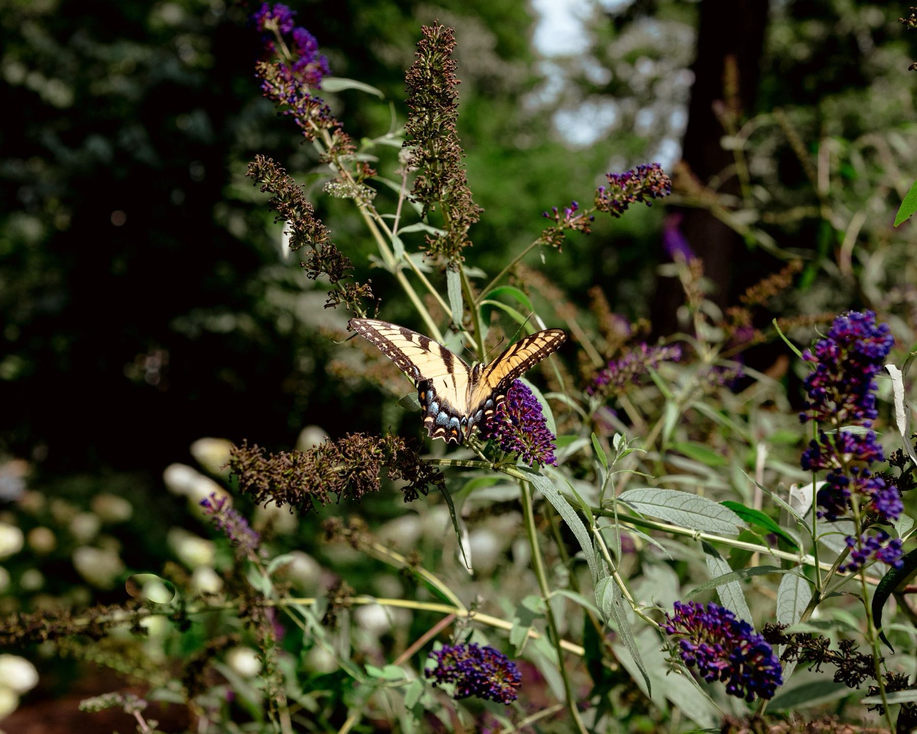 Butterfly close-up