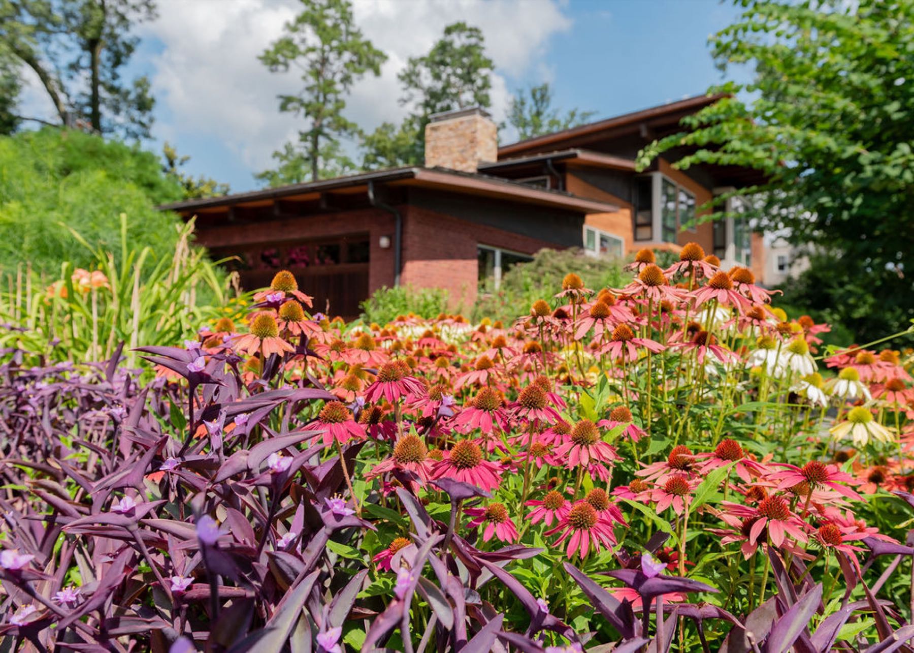 Coneflower garden in full bloom