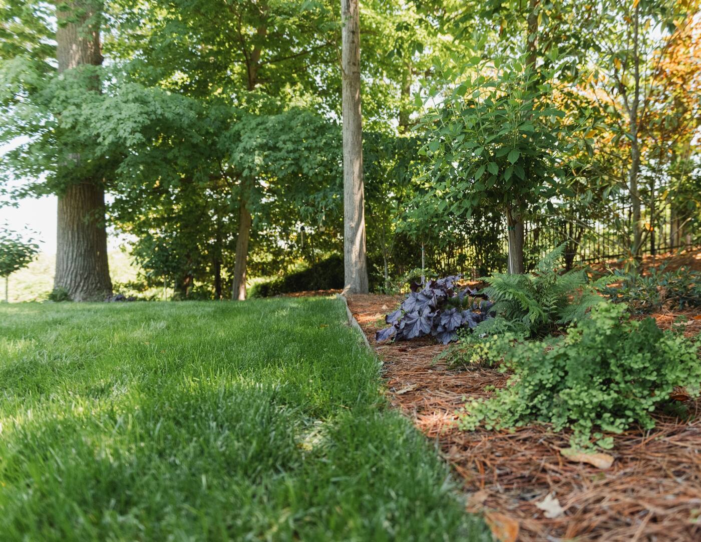 A bed edge cut clean against the lawn with the bed mulched behind it
